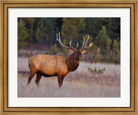 Framed Bull Elk Print