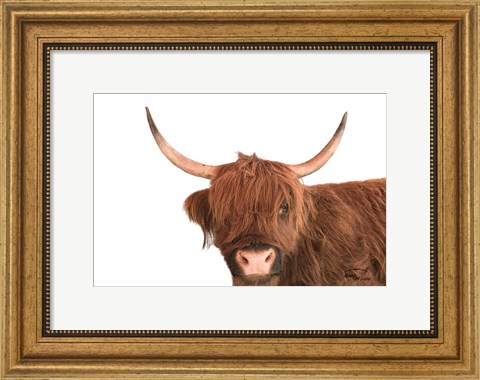 Framed Highland Calf I Print