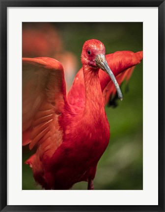 Framed Red Bird III Print