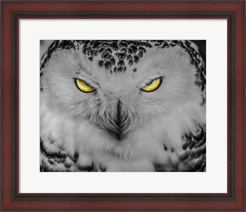 Framed Evil Owl II Black &amp; White Print