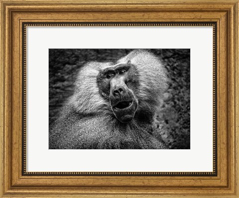 Framed Baboon III Black &amp; White Print