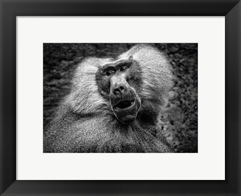 Framed Baboon III Black &amp; White Print