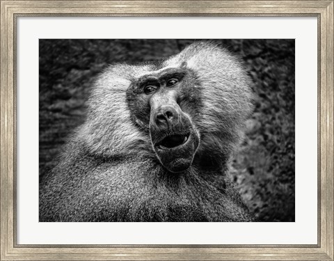 Framed Baboon III Black &amp; White Print