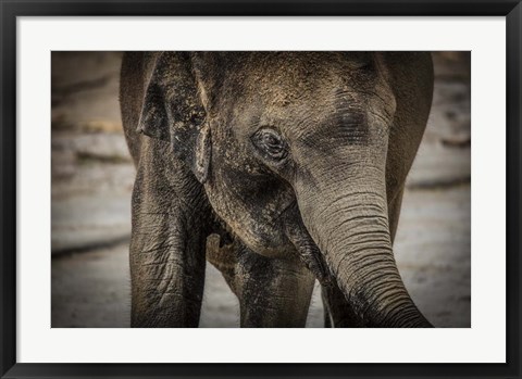 Framed Young Elephant Print