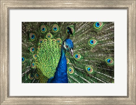 Framed Peacock Showing Off Close Up III Print