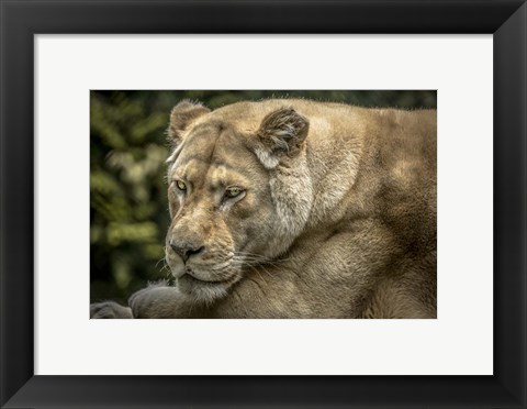 Framed Female White Lion II Print