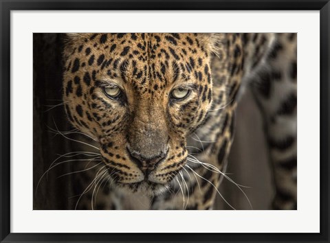 Framed Jaguar Print