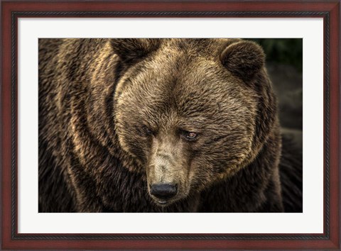 Framed Grizzly II Print