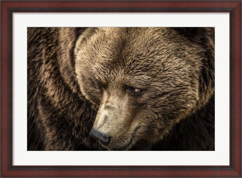 Framed Grizzly Close Up Print