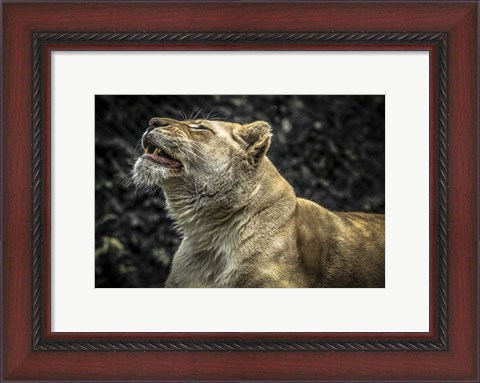 Framed Female White Lion Roars II Print