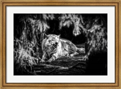 Framed Howling Wolf Black &amp; White Print