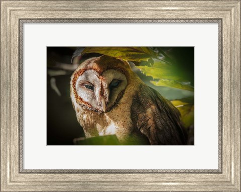 Framed Tawny Owl Print