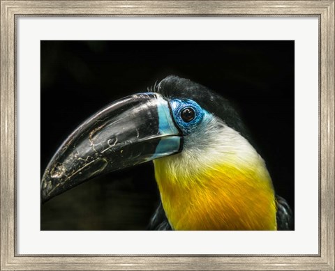 Framed Toucan Print