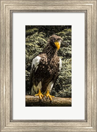 Framed Steller Eagle VI crop Print