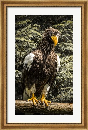 Framed Steller Eagle VI crop Print