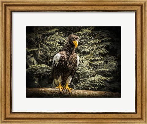 Framed Steller Eagle VI Print