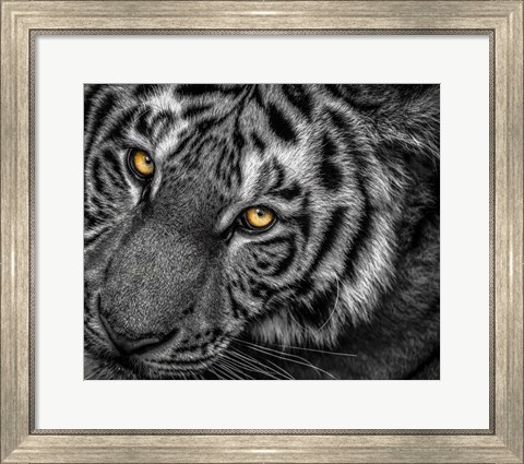 Framed Tiger Close Up Black &amp; White Print