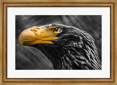 Framed Steller Sea Eagle Black &amp; White Print