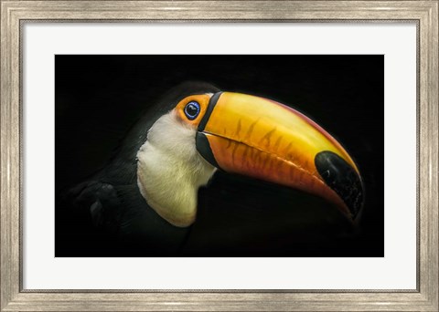 Framed Toucan IV Print