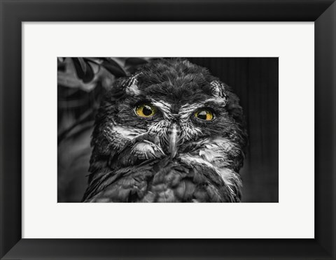 Framed Little Owl Black &amp; White Print