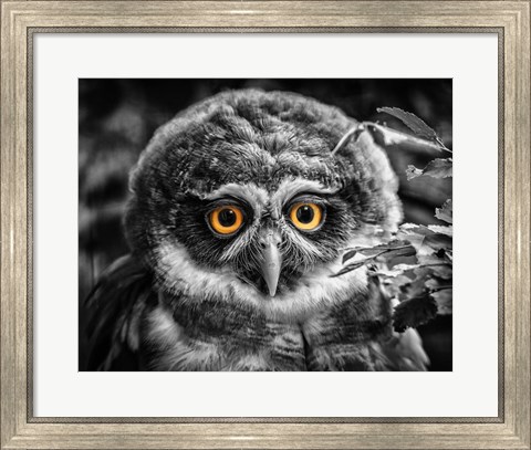 Framed Young Owl Black &amp; White Print