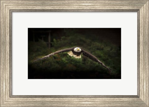 Framed Sea Eagle Flight Print