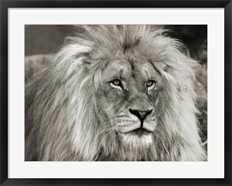 Framed King of Africa Print