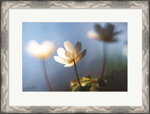 Framed Anemones in Blue Print