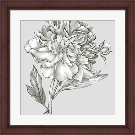 Framed Glorious Peony I Print