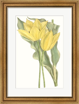 Framed Curtis Tulips II Print