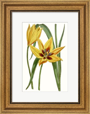 Framed Curtis Tulips VI Print