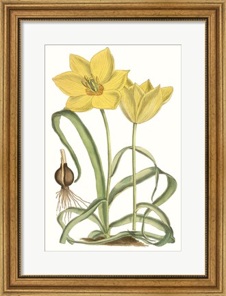 Framed Curtis Tulips VIII Print