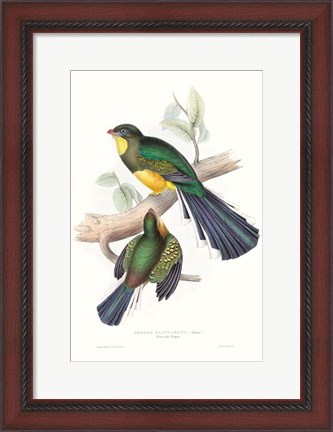 Framed Tropical Trogons I Print