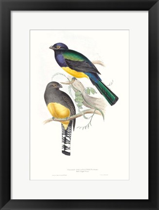 Framed Tropical Trogons II Print