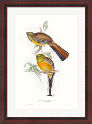 Framed Tropical Trogons VI Print