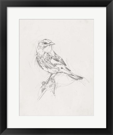 Framed Avian Study  I Print