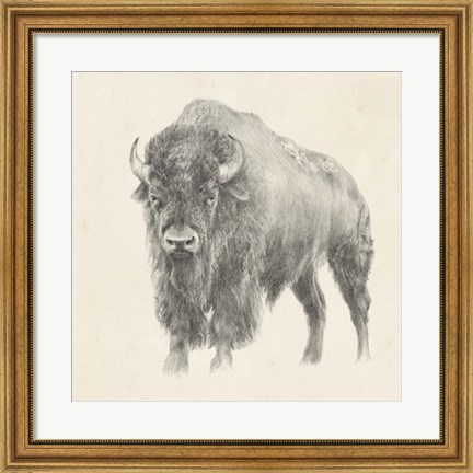 Framed Western Bison Study Print