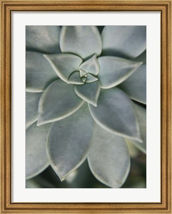 Framed Hanging Garden Succulent II Print