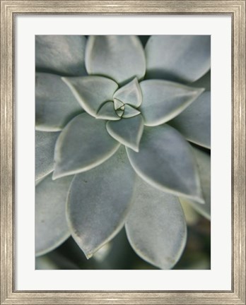 Framed Hanging Garden Succulent II Print