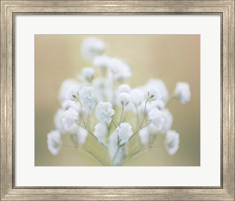 Framed Baby&#39;s Breath Study I Print