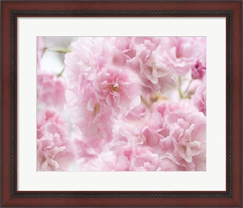 Framed Cherry Blossom Study IV Print