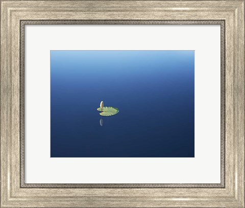 Framed Lilypad II Print