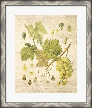 Framed Grapevine II Print