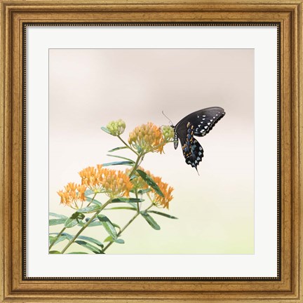 Framed Butterfly Portrait II Print
