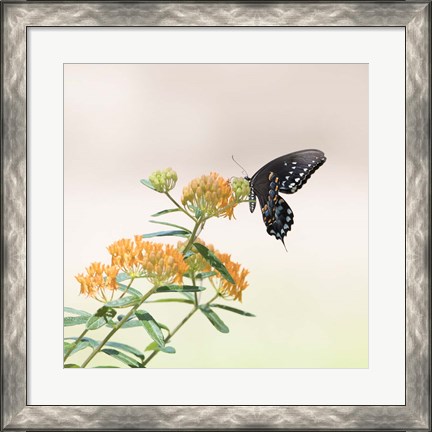 Framed Butterfly Portrait II Print