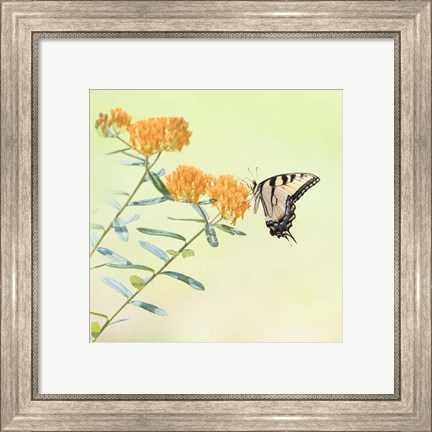 Framed Butterfly Portrait III Print