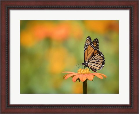 Framed Butterfly Portrait IX Print