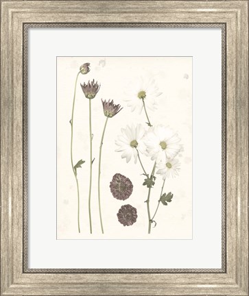 Framed Pressed Blooms IV Print