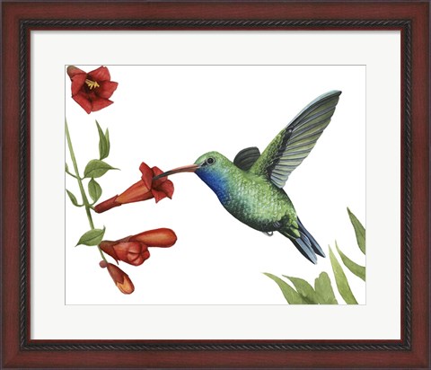 Framed Hummingbird &amp; Flower I Print