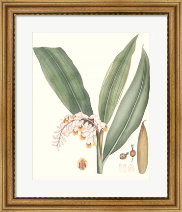 Framed Soft Tropical II Print